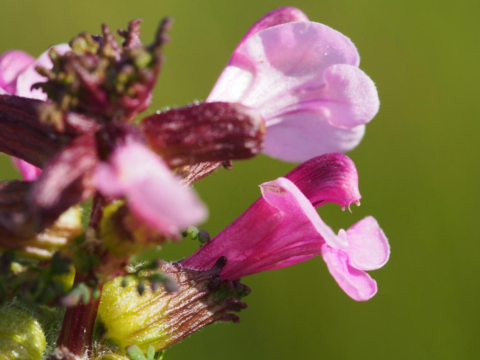 Lousewort, Marsh